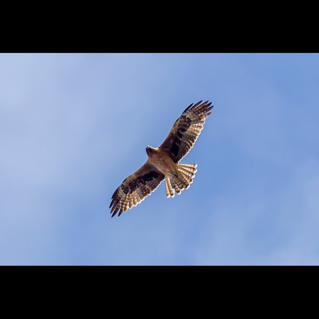 Little Eagle
