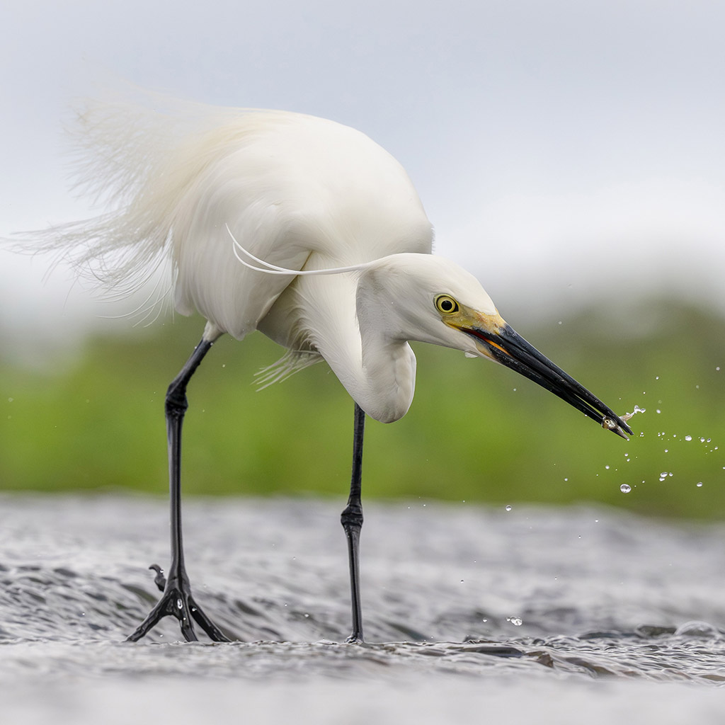 Little egret