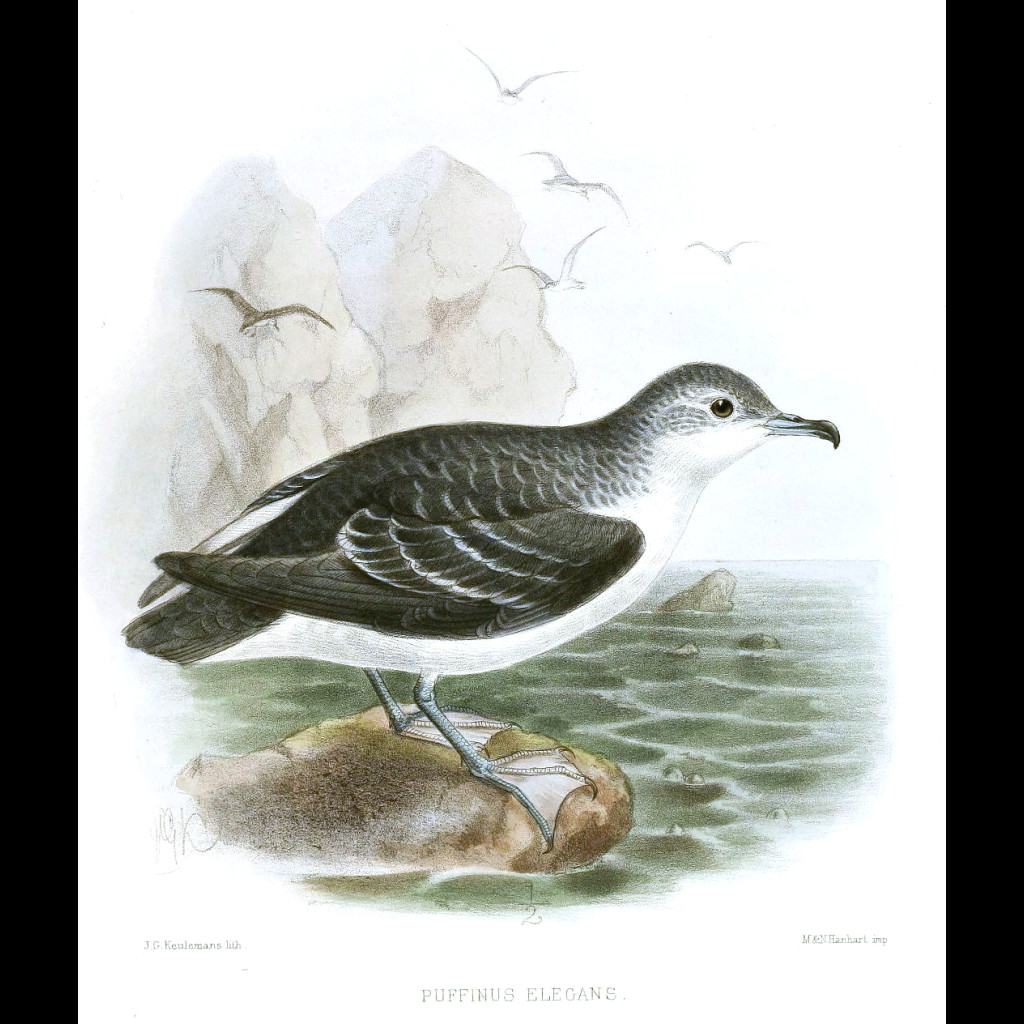 Little Shearwater