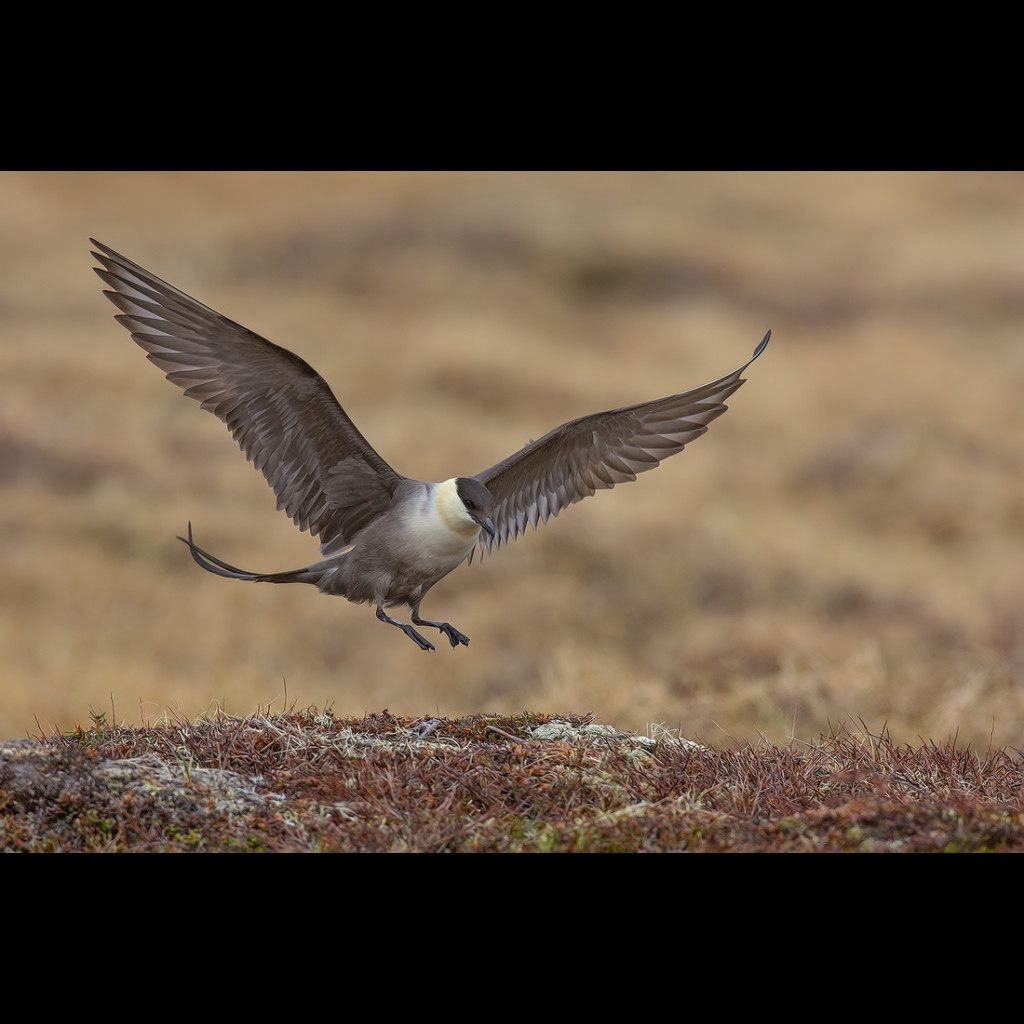 Long-tailed Jaeger