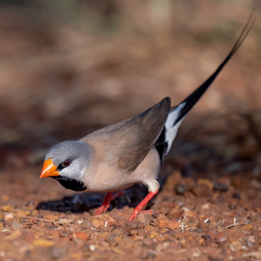 Long-tailed Finch