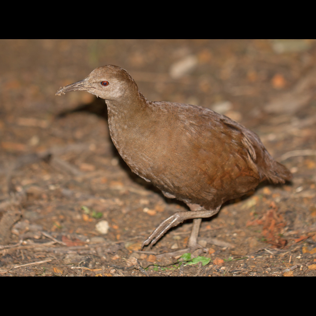 Lord Howe Woodhen