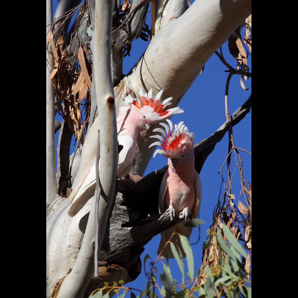 Major Mitchell's Cockatoo