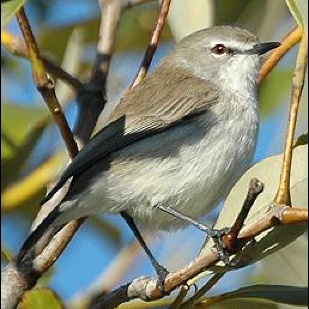 Mangrove Gerygone