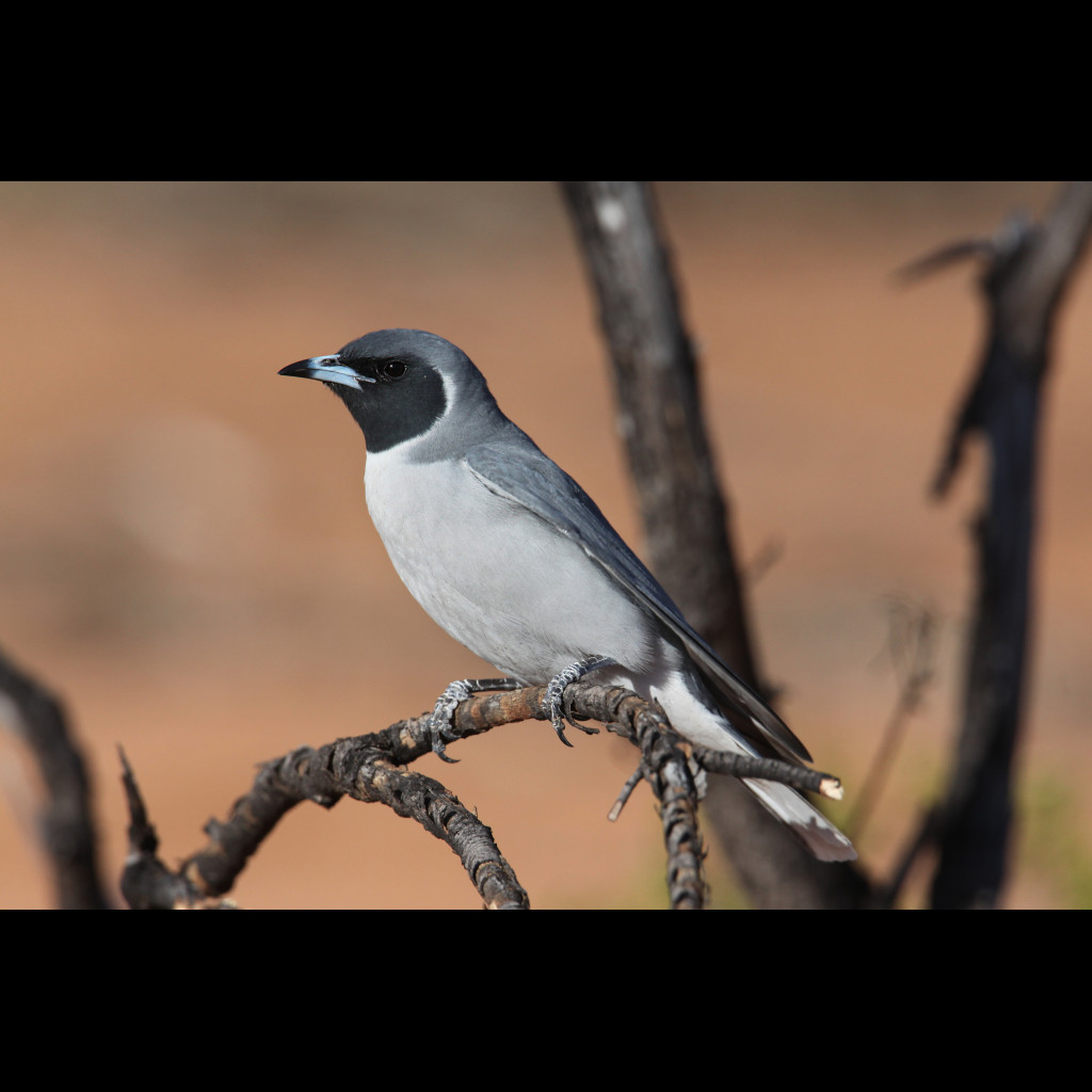 Masked Woodswallow