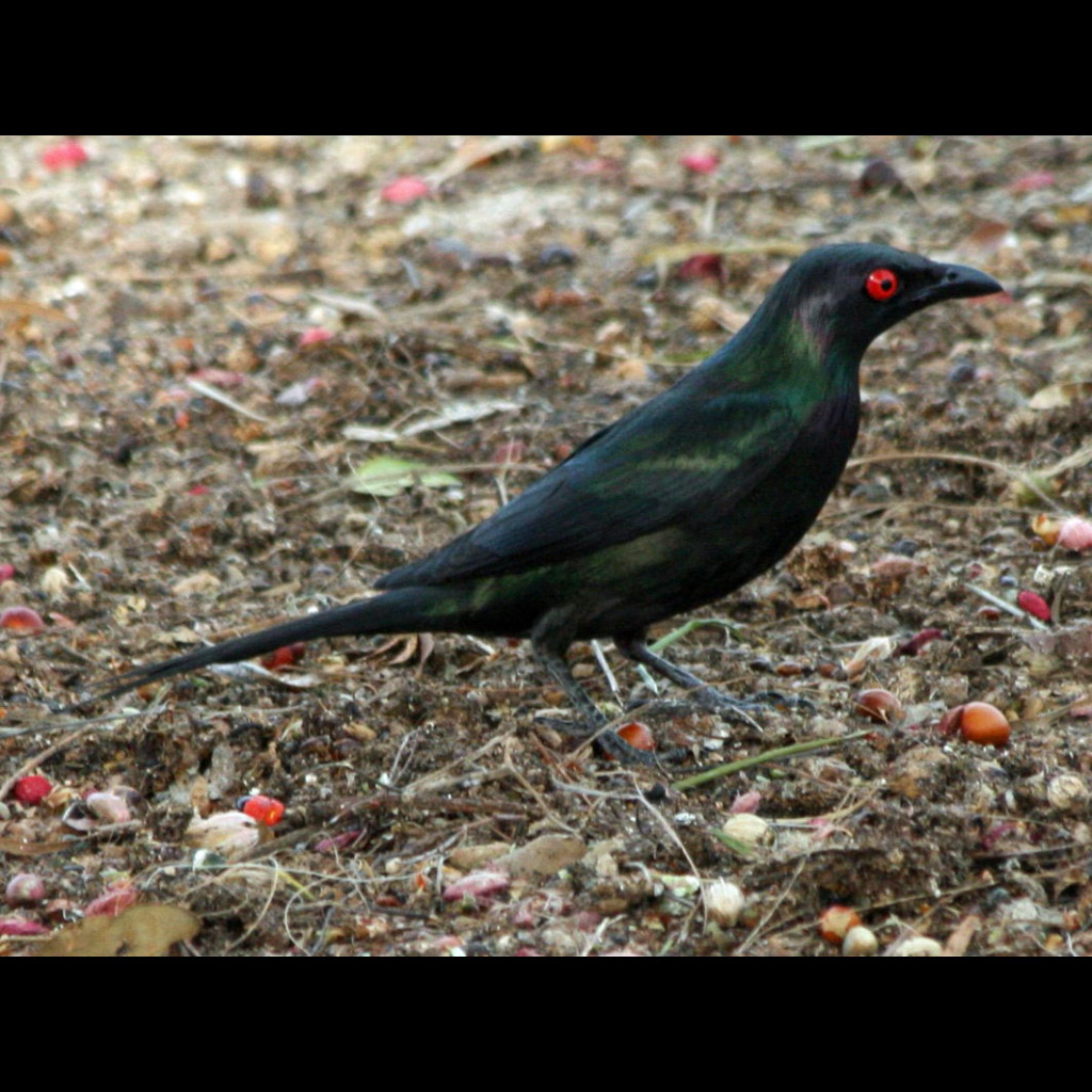 Metallic Starling