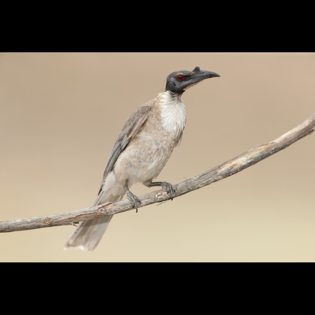 Noisy Friarbird