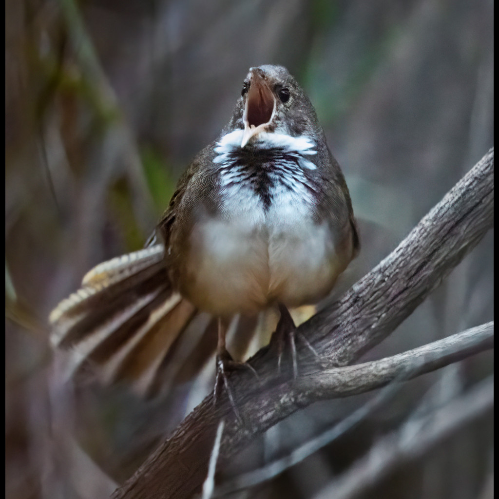 Noisy Scrub-bird