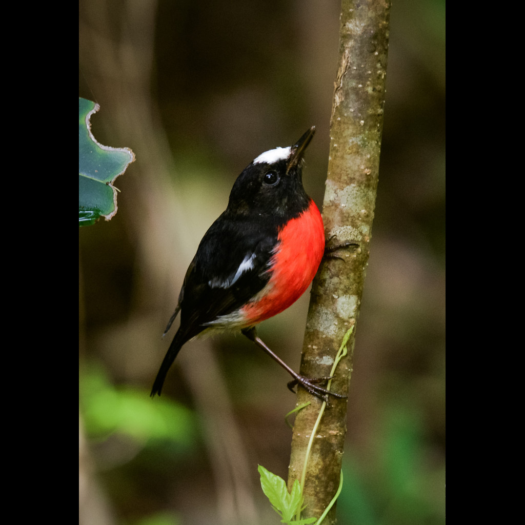 Norfolk Island Robin