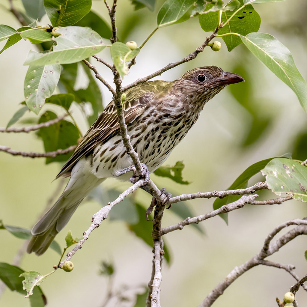 Olive-backed Oriole