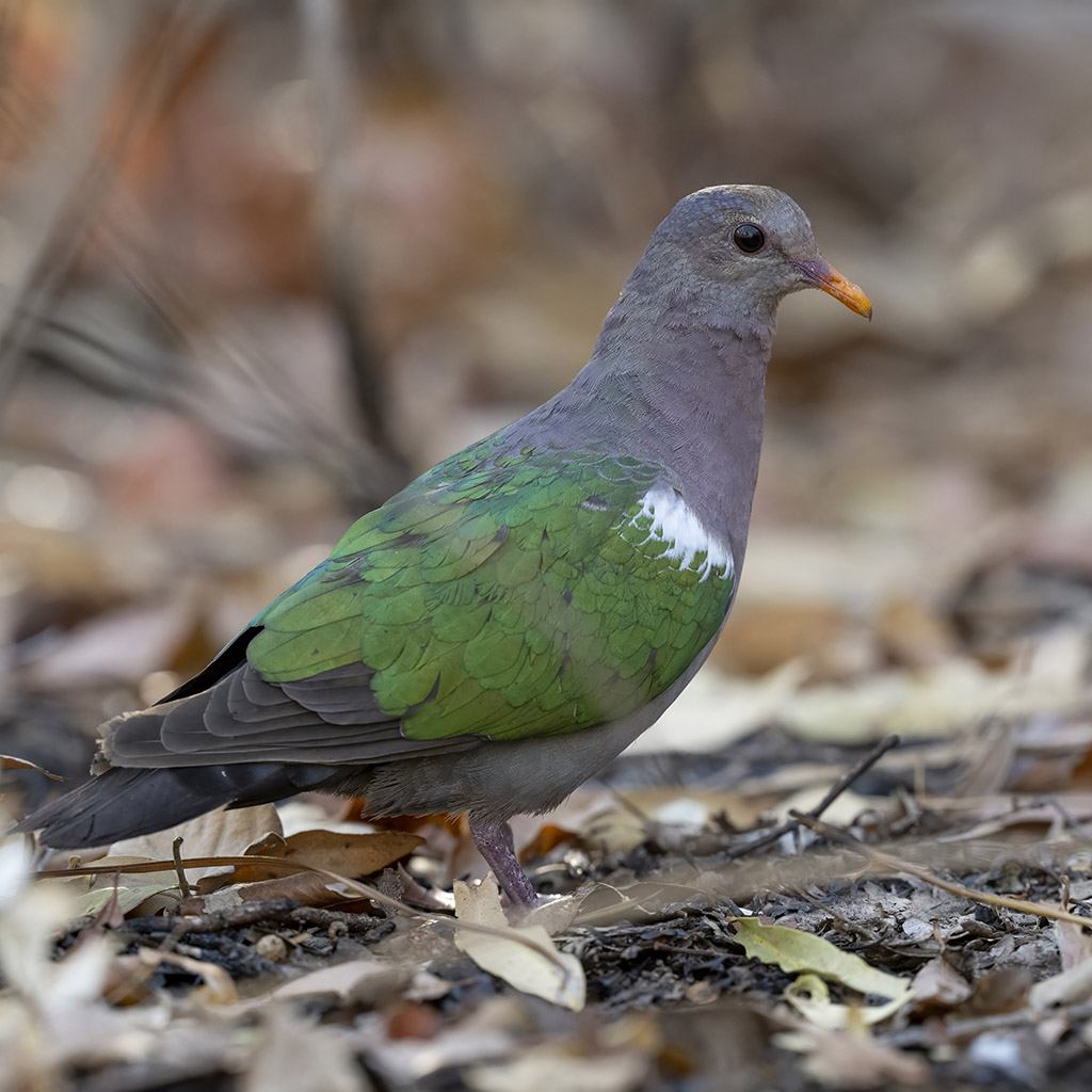 Pacific Emerald Dove