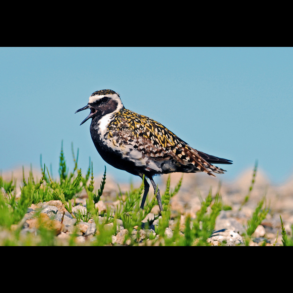 Pacific Golden-Plover