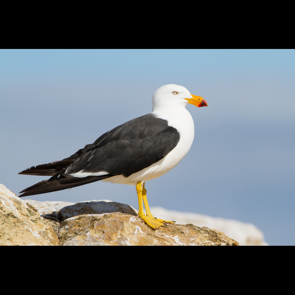 Pacific Gull
