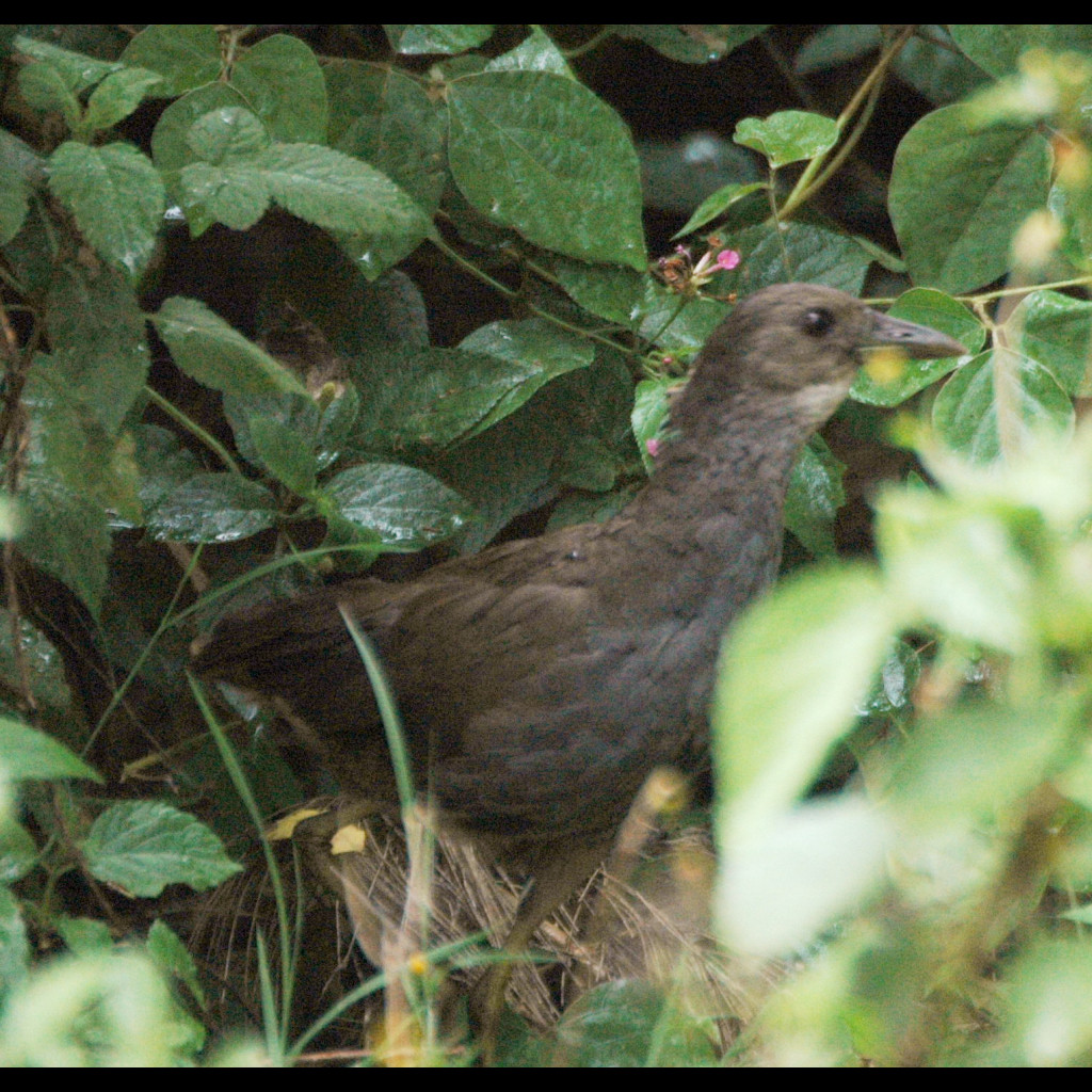 Pale-vented Bush-hen
