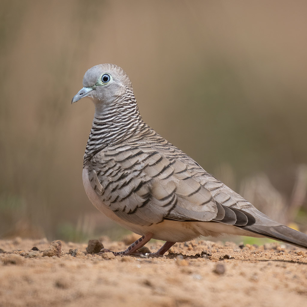 Peaceful Dove