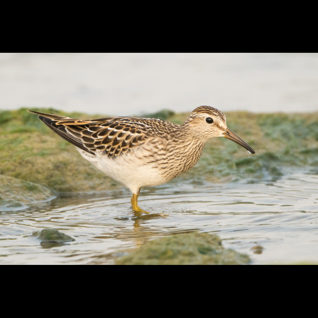 Pectoral Sandpiper