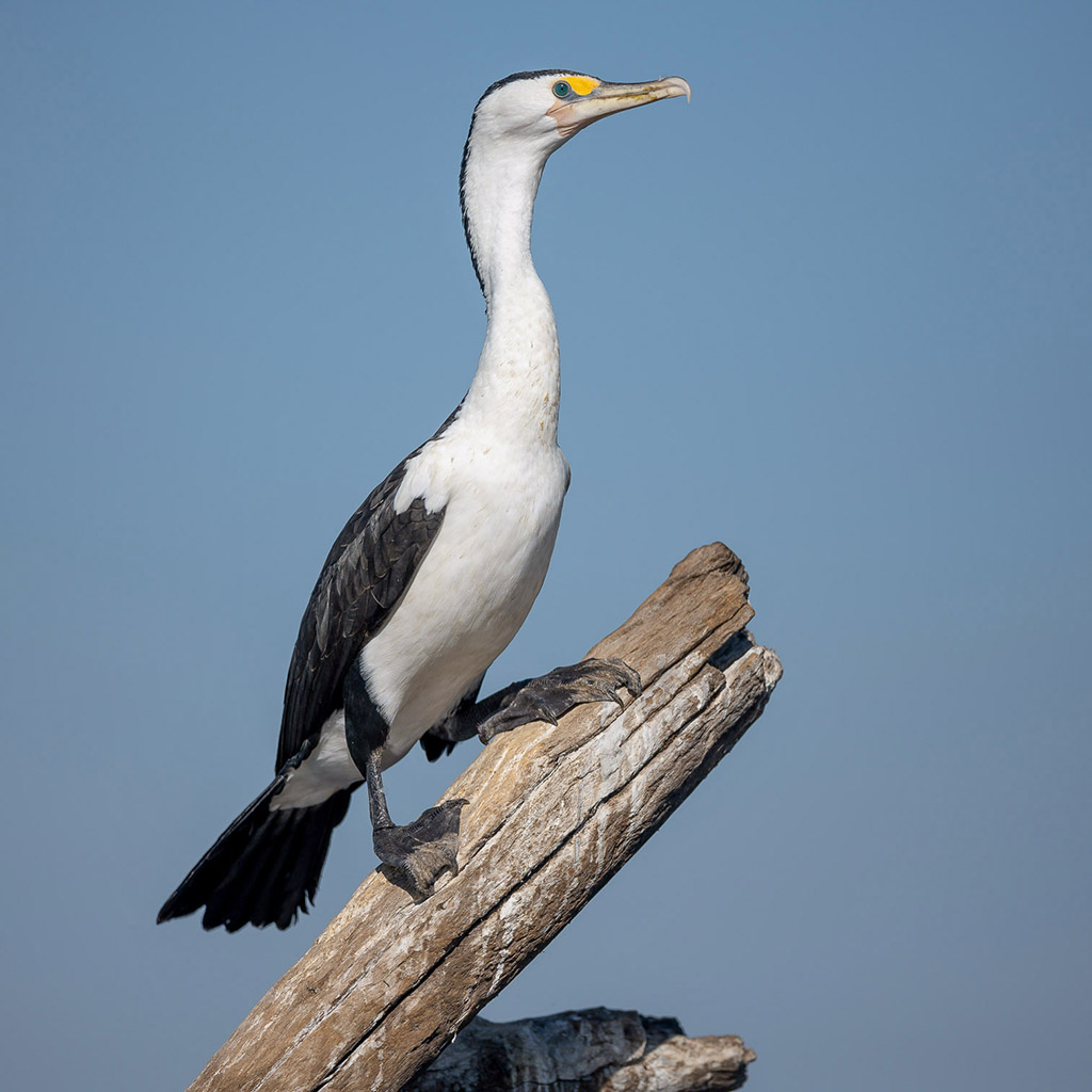 Pied Cormorant