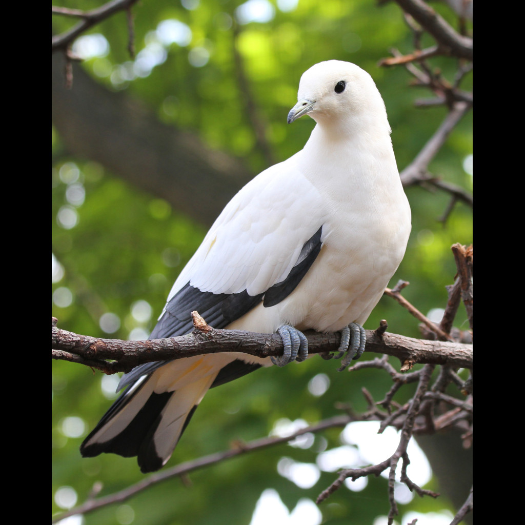 Pied Imperial-Pigeon