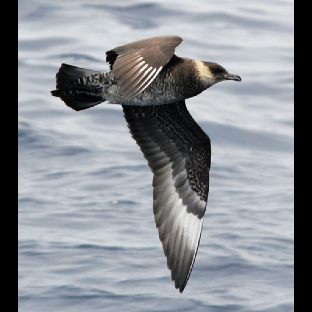 Pomarine Jaeger