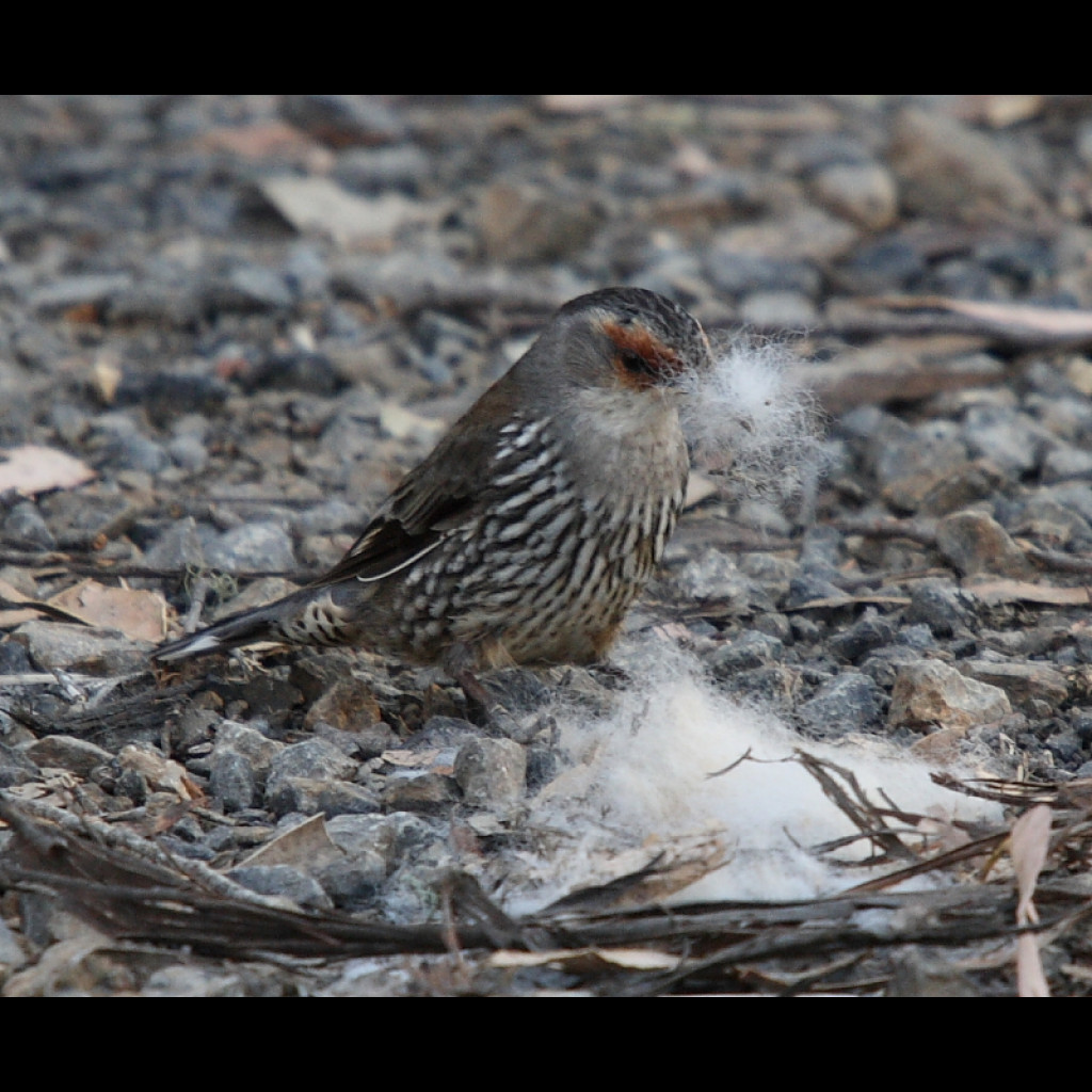 Red-browed Treecreeper
