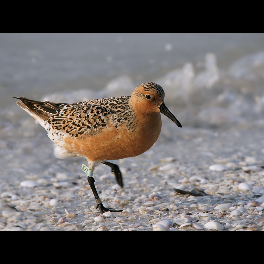 Red Knot