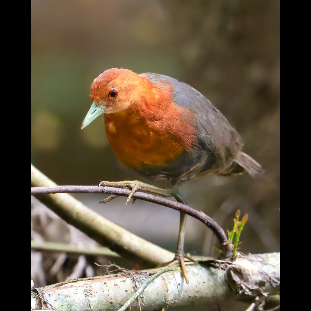 Red-necked Crake