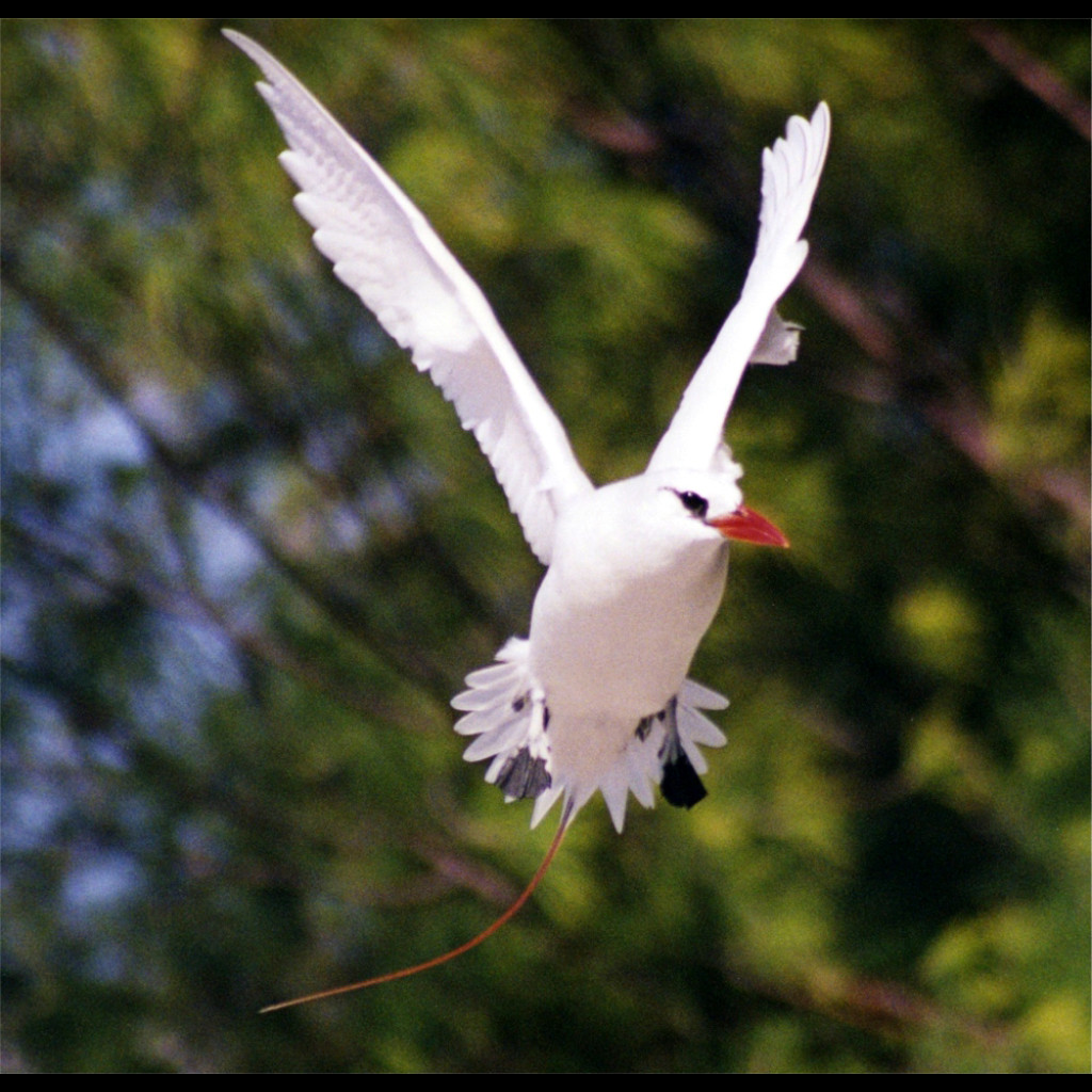Red-tailed Tropicbird