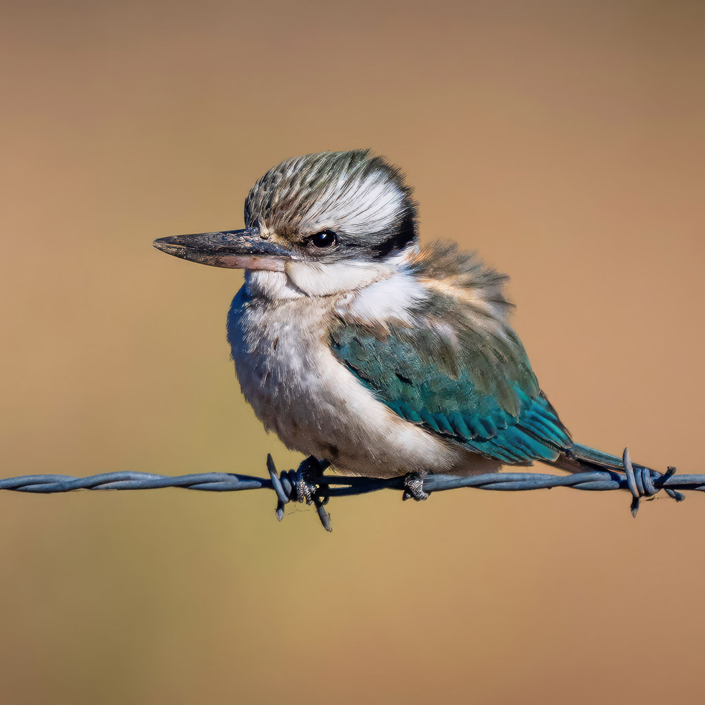 Red-backed Kingfisher