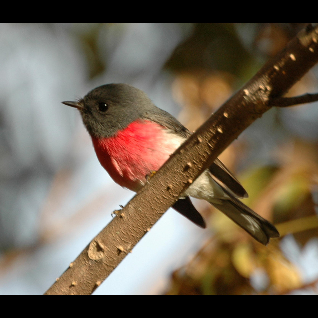 Rose Robin