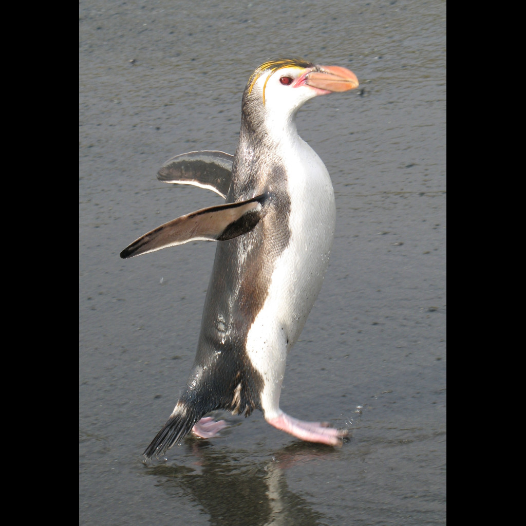 Royal Penguin