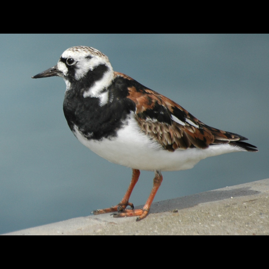 Ruddy Turnstone