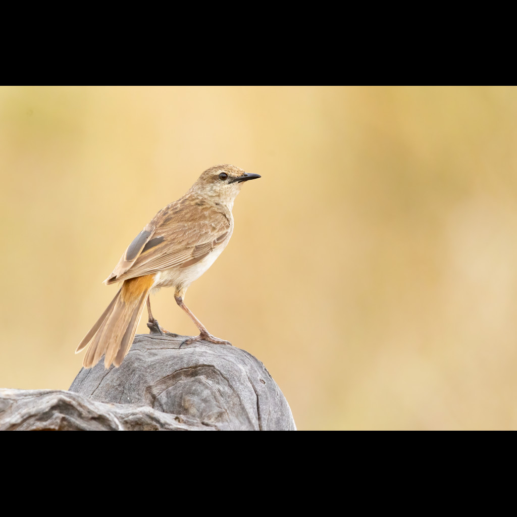 Rufous Songlark