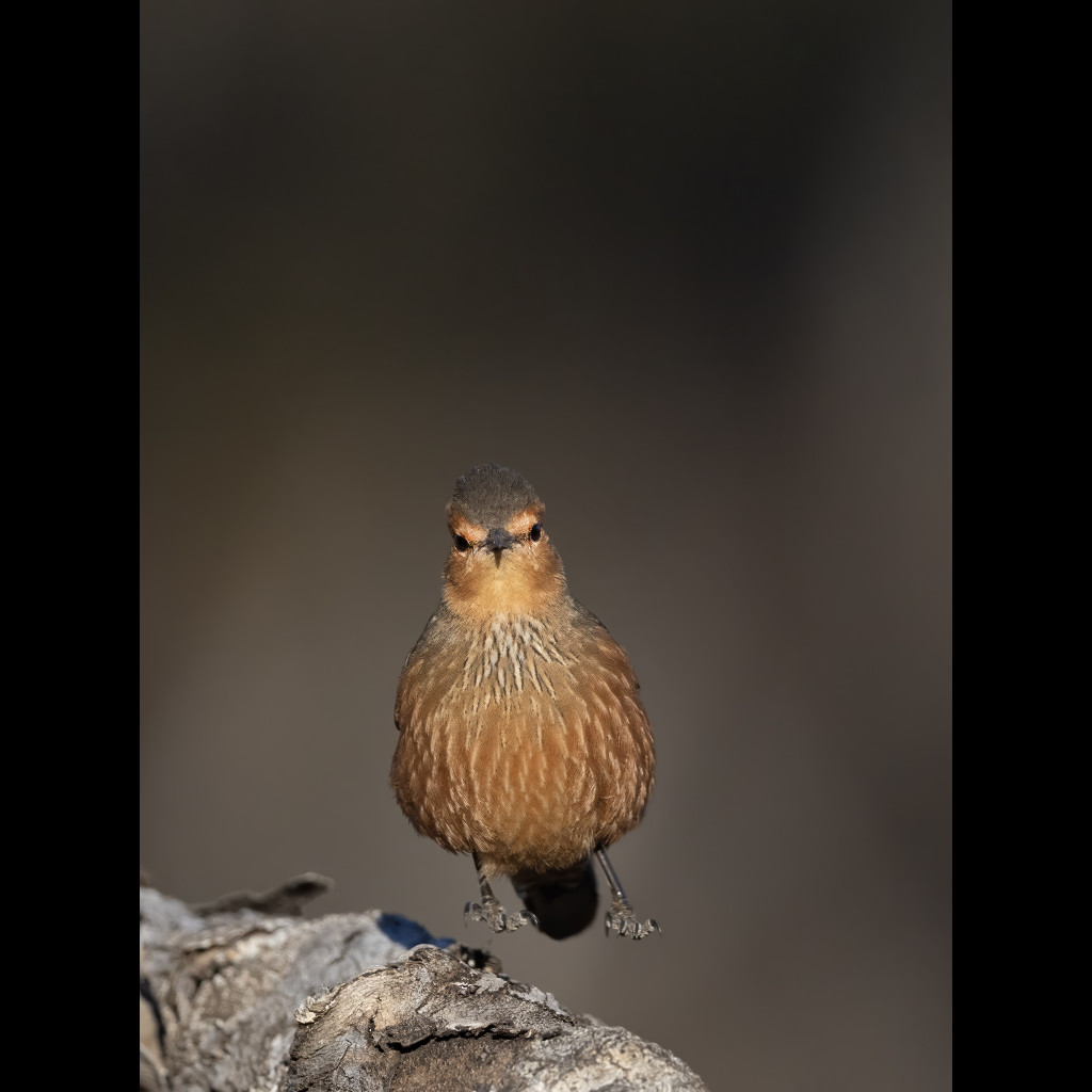 Rufous Treecreeper