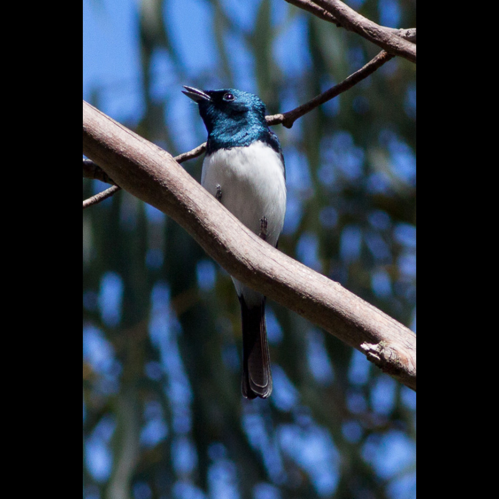 Satin Flycatcher