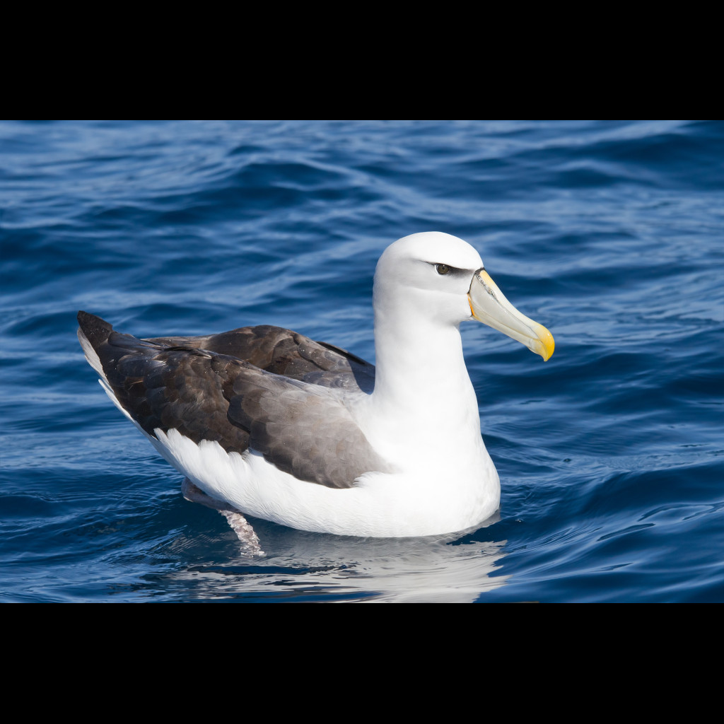 Shy Albatross