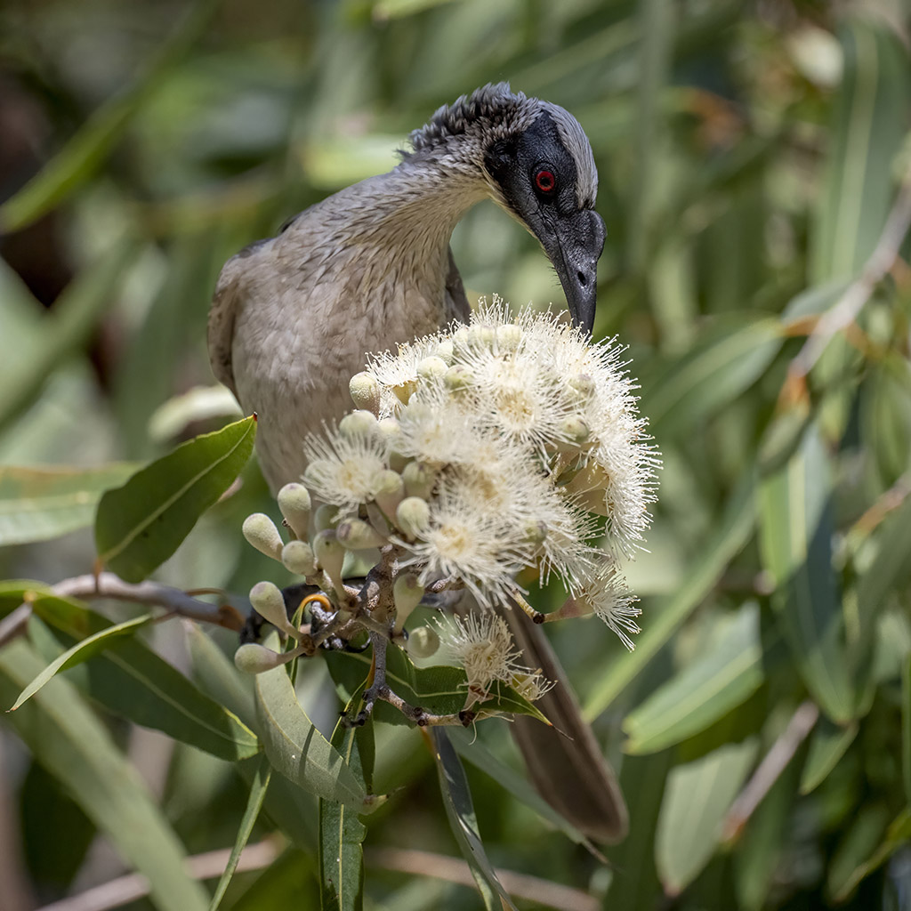Silver-crowned friarbird