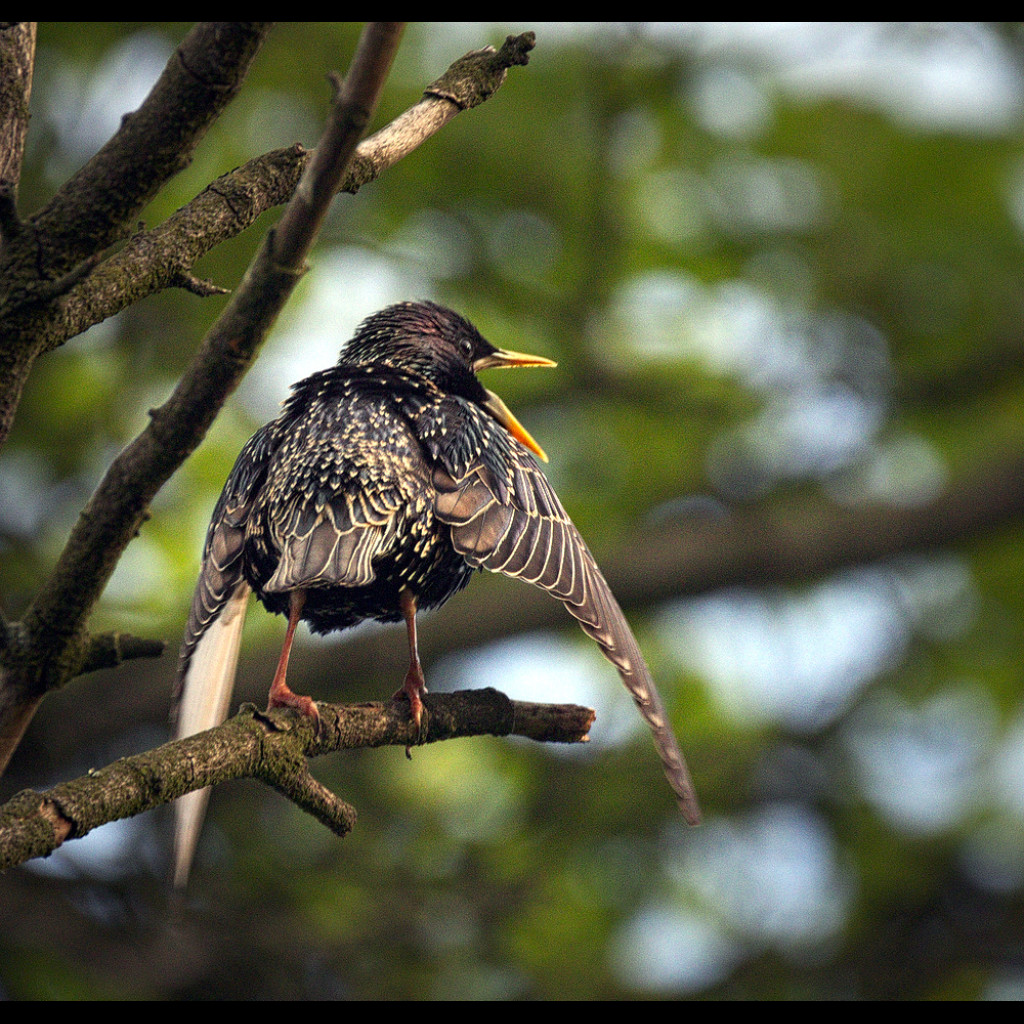 Singing Starling