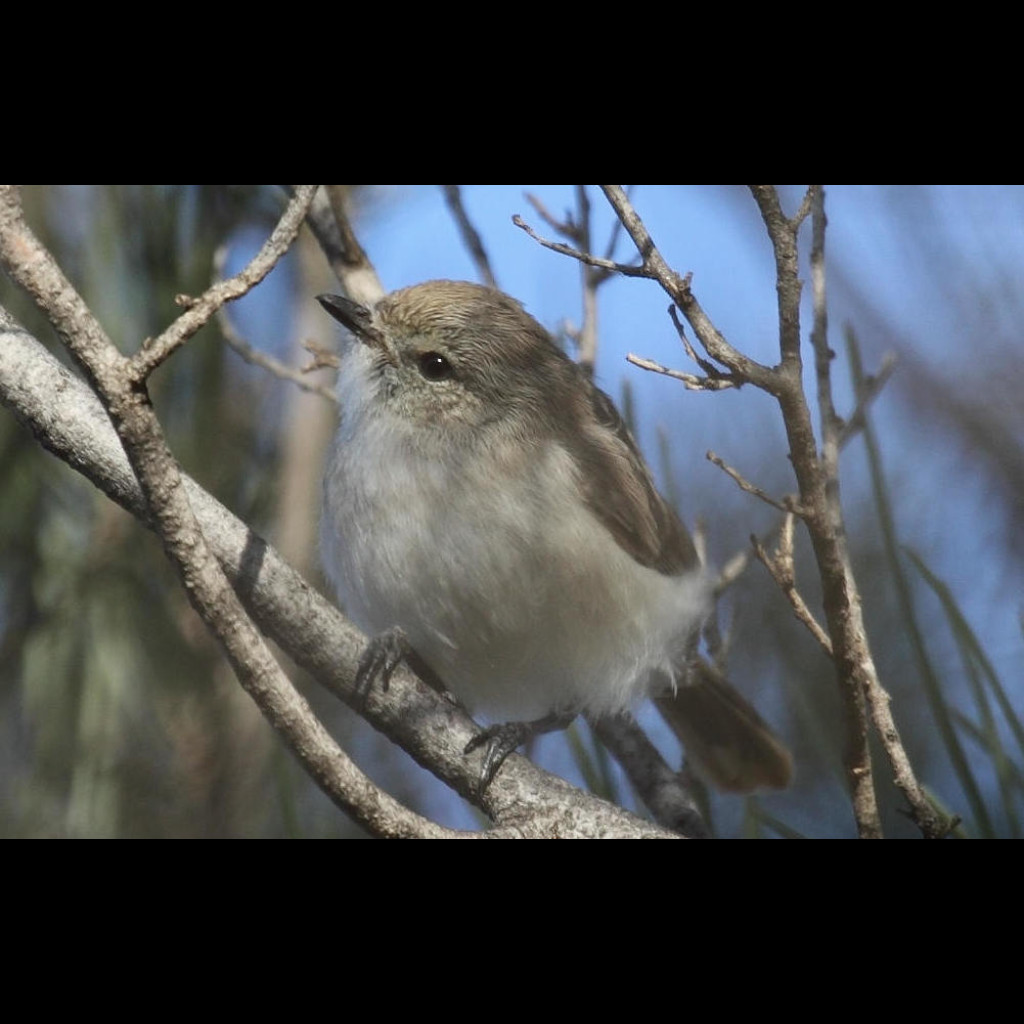 Slaty-backed Thornbill