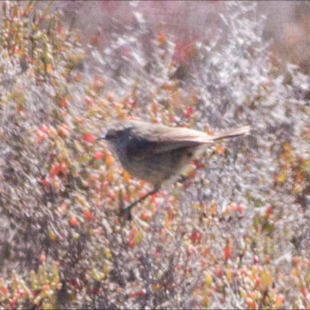Slender-billed Thornbill