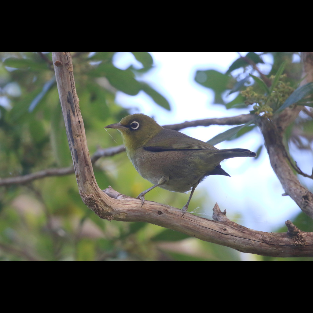 Slender-billed White-eye