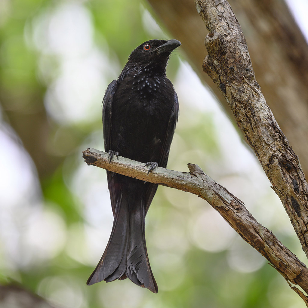 Spangled Drongo