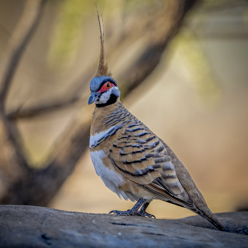 Spinifex Pigeon