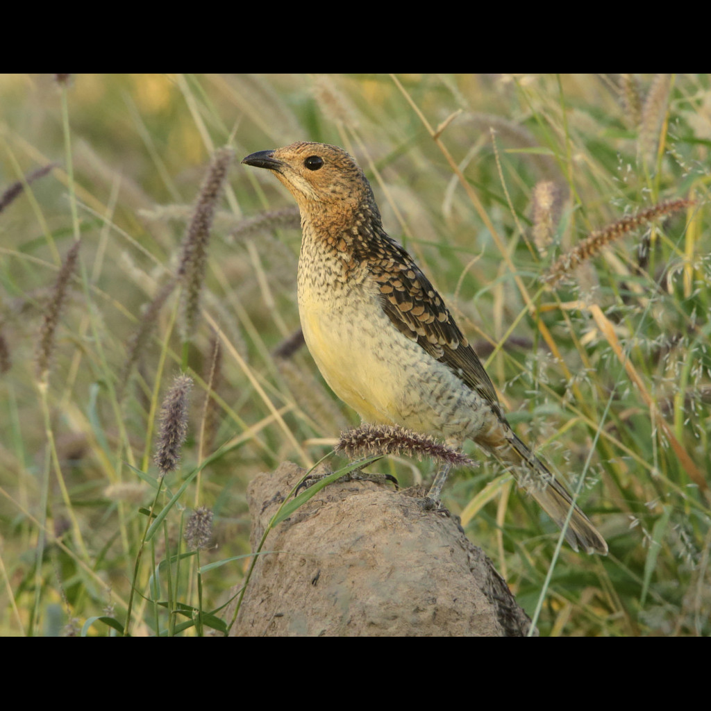 Spotted Bowerbird