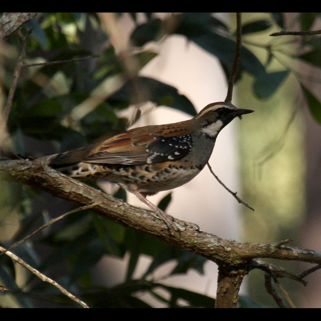 Spotted Quail-thrush
