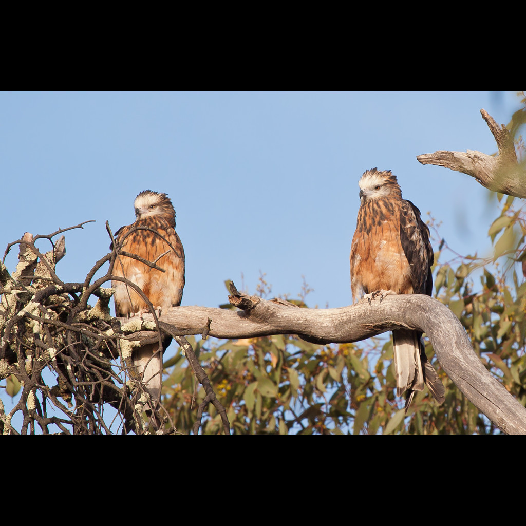 Square-tailed Kite