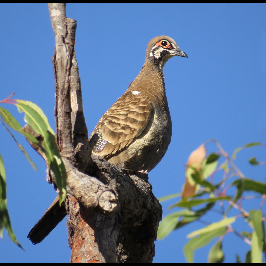 Squatter Pigeon