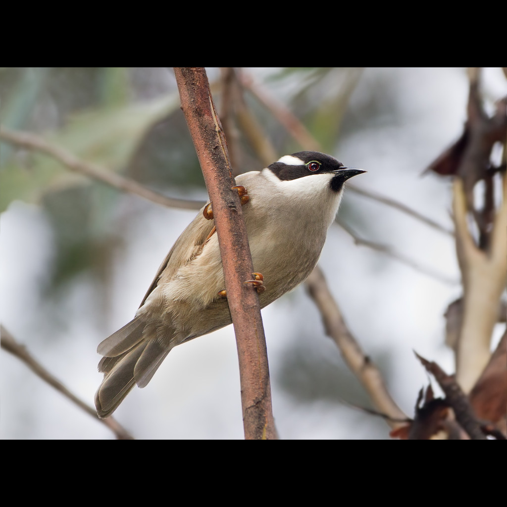 Strong-billed Honeyeater