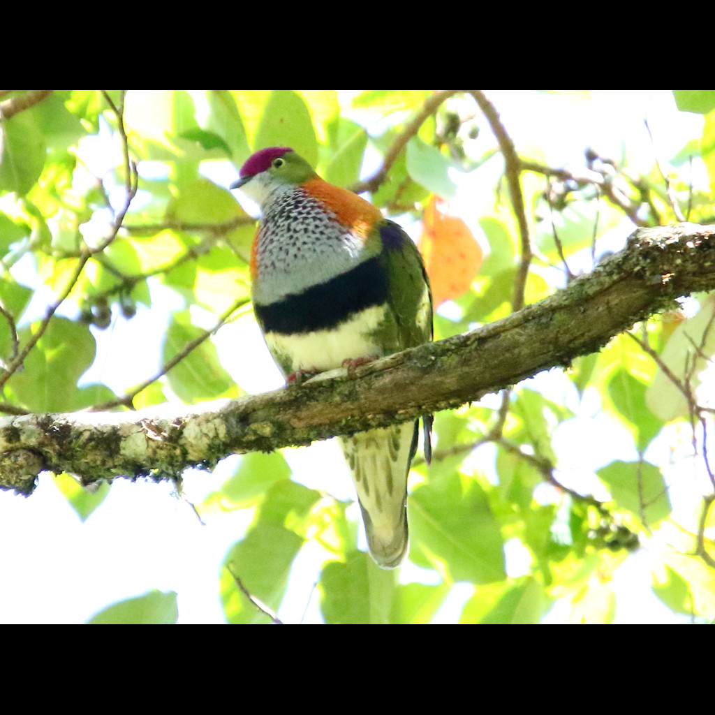 Superb Fruit-Dove