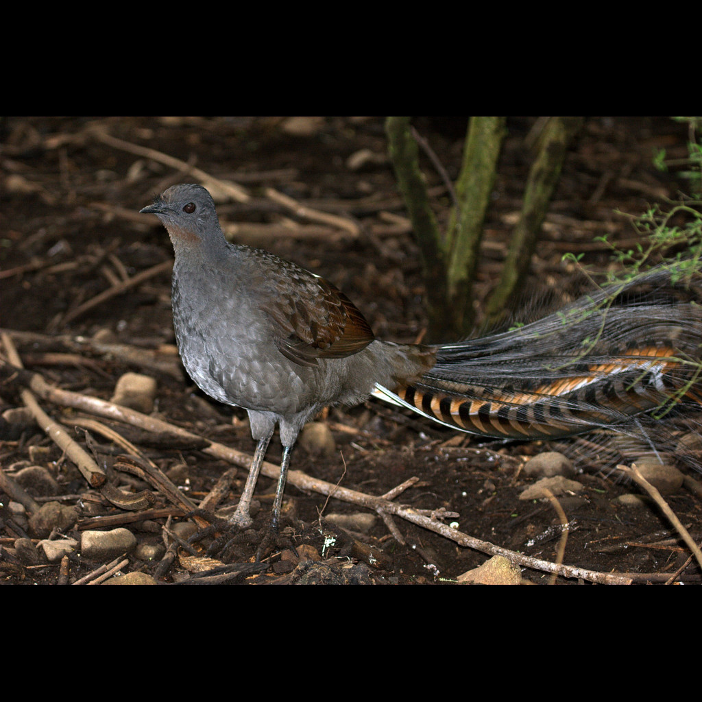 Superb Lyrebird