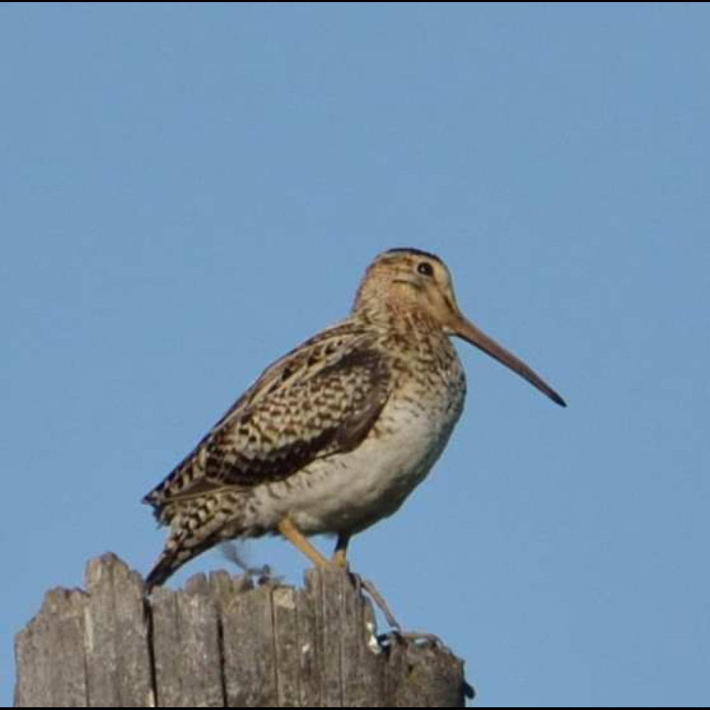 Swinhoe’s Snipe